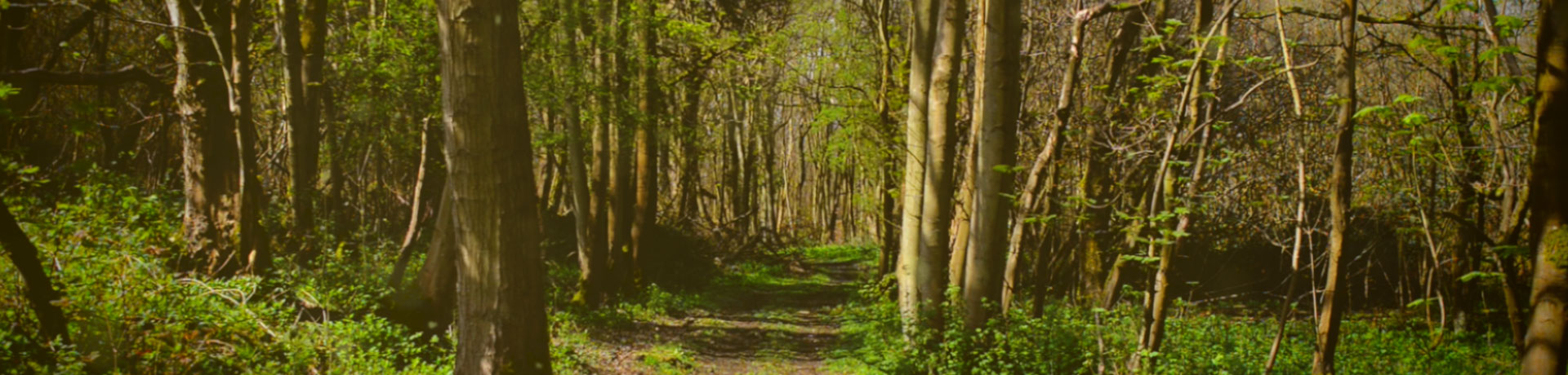 Fen Wytham Woods 