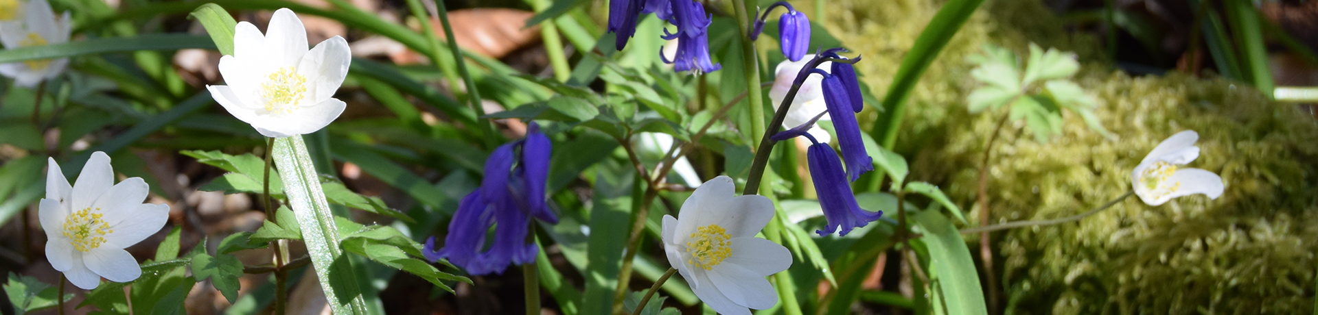 Flowers -this week png banner
