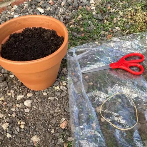 acorn planting4