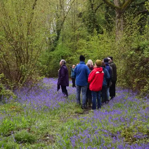 A group of people gathered within the woods, standing surrounded by bluebells