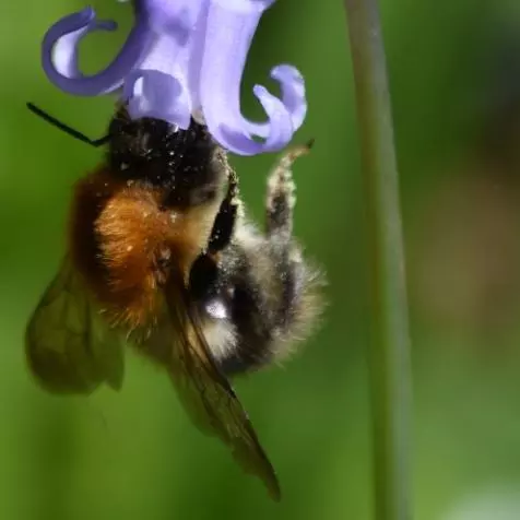 Bee gathering nectar, upside down on a purple flower
