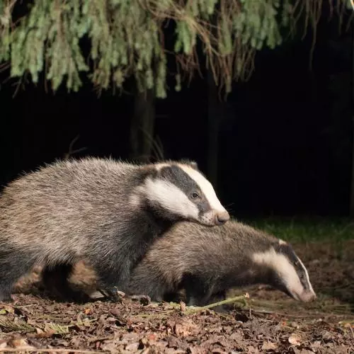 Two badgers walking over brown leaves within the woods. 