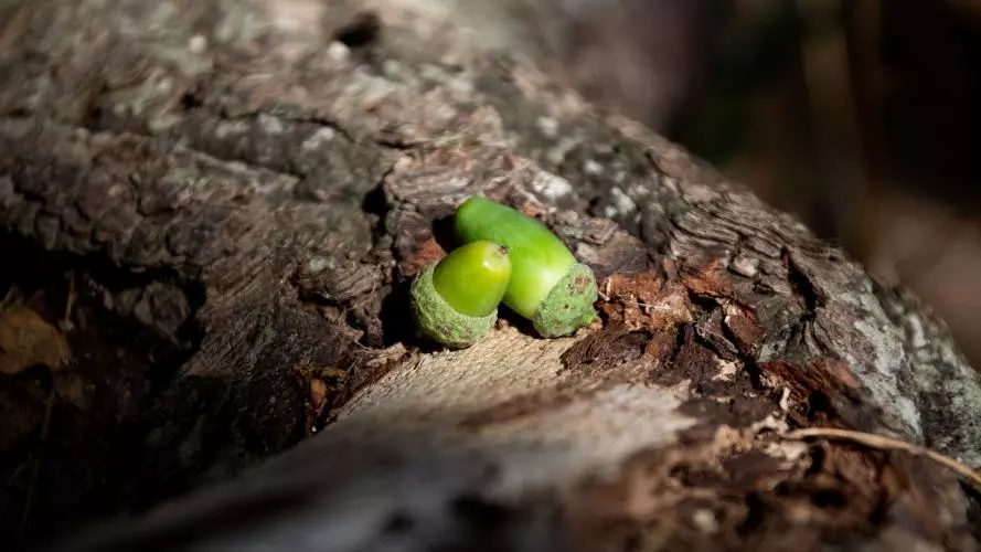 Two acorns rest upon a large oak root