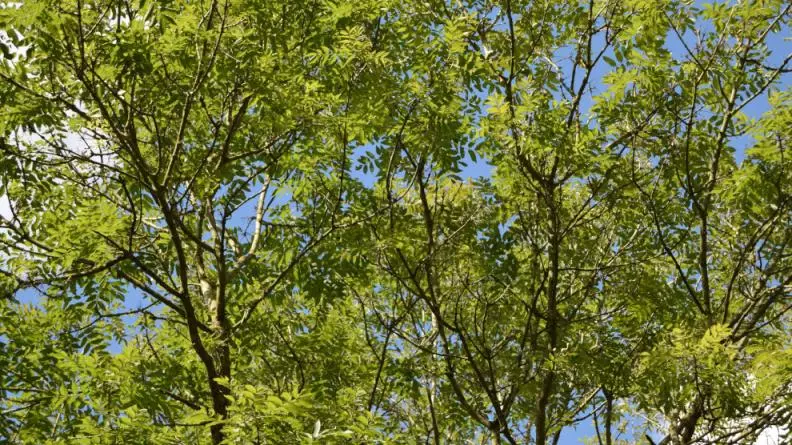 ash trees in wytham woods canopy resize 800x445