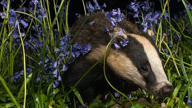 Badger Watch at Wytham Woods
