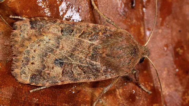 Chestnut moth (Conistra vaccinii)