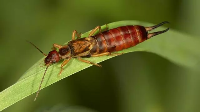 Earwig (Forficula auricularia)