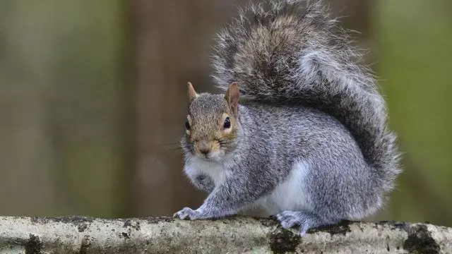 Grey squirrel (Sciurus carolinensis)