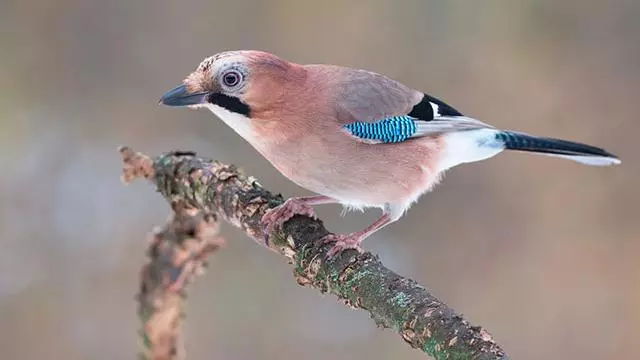 Jay (Garrulus glandarius)