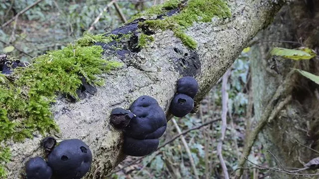 King Alfred Cakes (Daldinia concentrica)