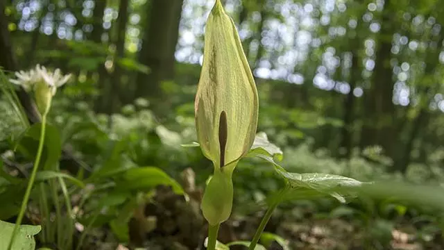 Lords and Ladies (Arum maculatum)