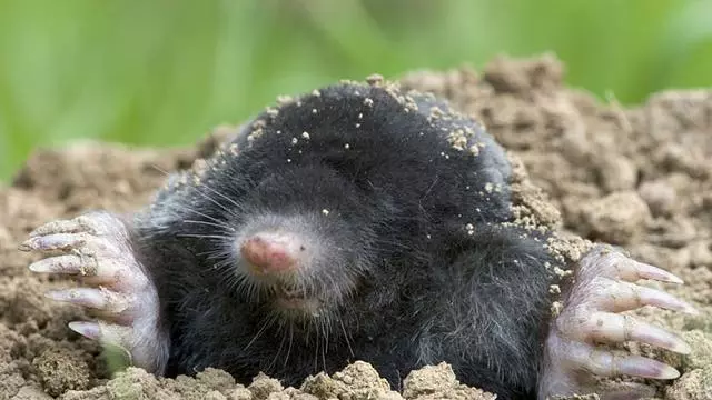 Mole (Talpa europaea)