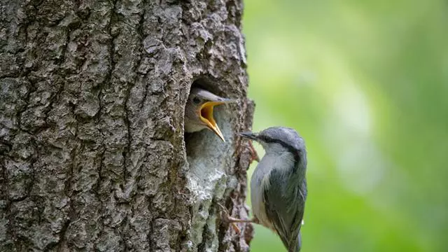 Nuthatch Sitta europaea