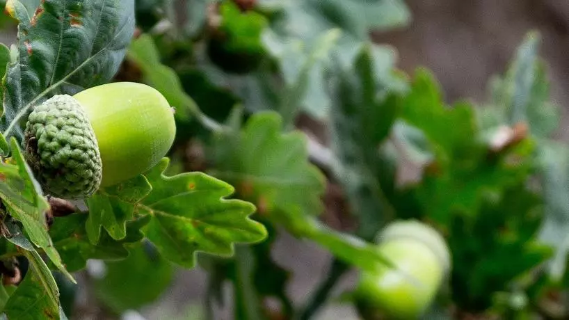 Acorns on an oak tree