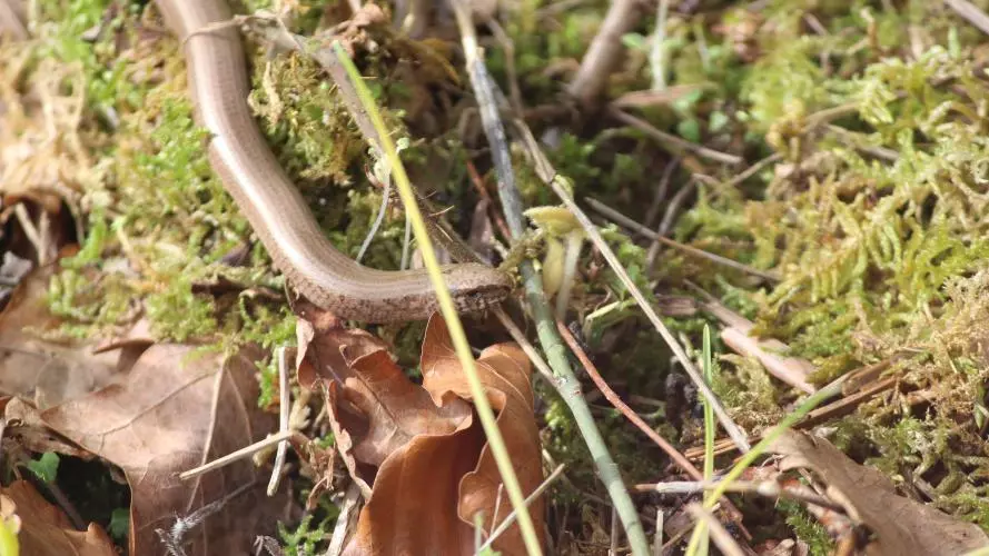 An adult female slow worm, smooth and brown, moves across bright green moss