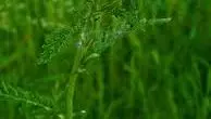 A flowering yarrow plant against a bright grassy background.
