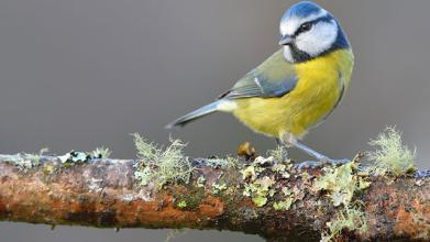 Image of a Blue tit bird perched on a tree branch covered in moss and lichen, blue tit has bright yellow chest feathers with blue and white feather over the head