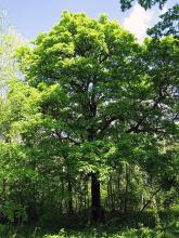 500px sorbus torminalis full tree