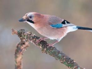 Jay (Garrulus glandarius)