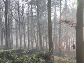 Wytham Woods Walk