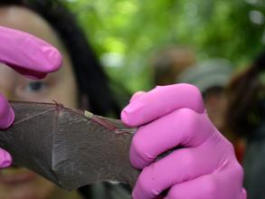Bat with outstretched wing, person wearing bright pink surgical gloves inspecting ID ring placed on wing. 