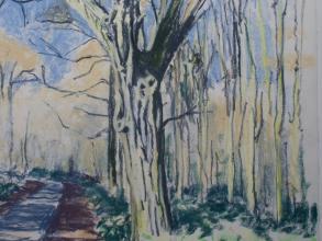 Hornbeam in Winter