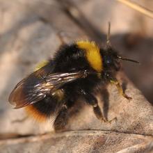 Image of bombus pratorum bee standing on a brown leaf