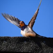 Image of swallow taking flight