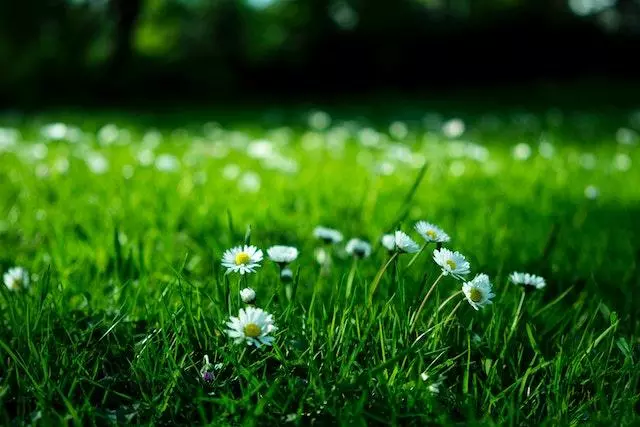 park farm daisies